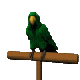 :parrot2: